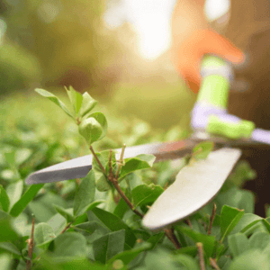 Bild für Dienstleistung Außenanlagenpflege